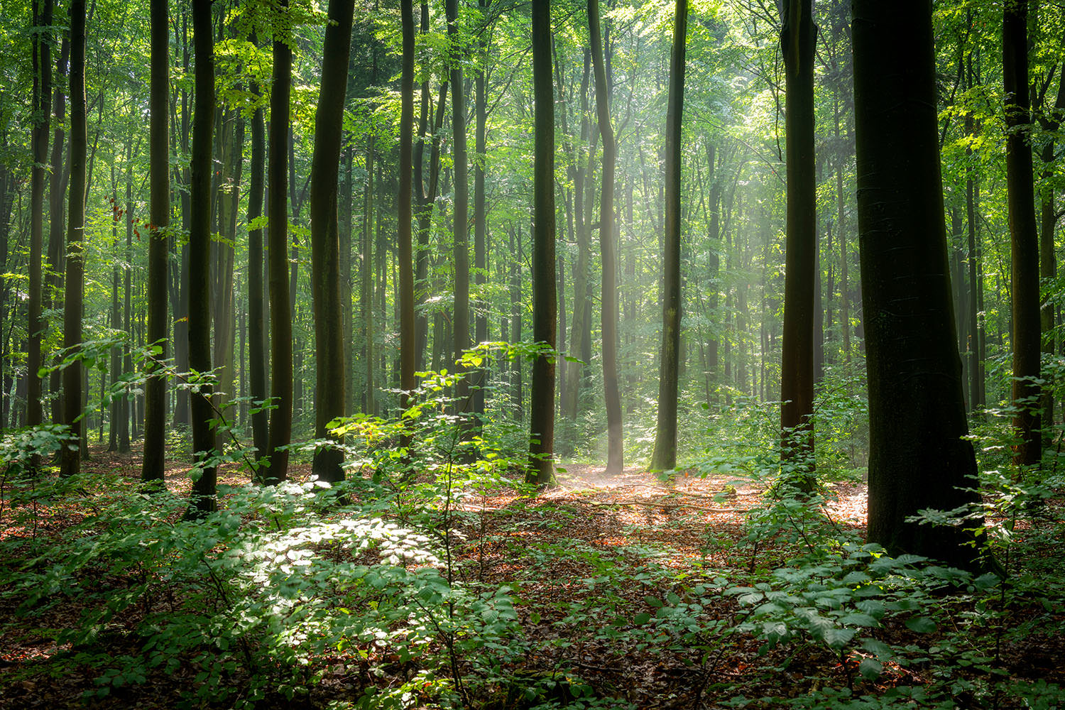 Baños de naturaleza: shinrin-yoku